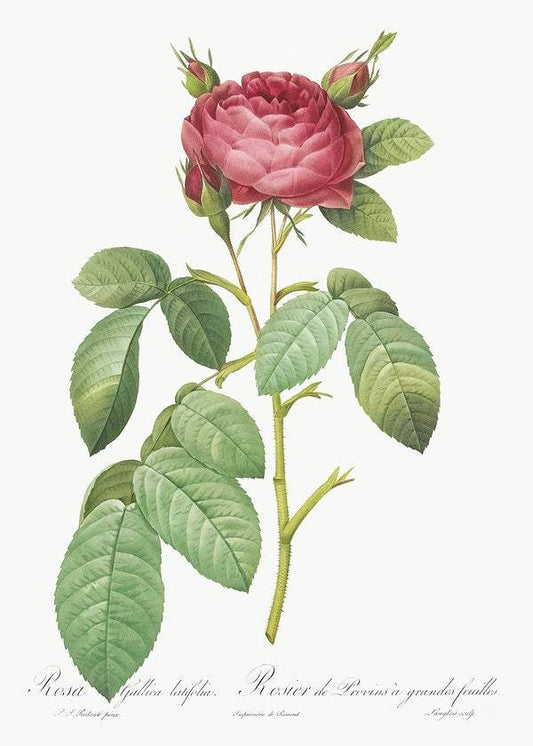 Gallic Rose, also known as Rose of Provins by Pierre-Joseph Redouté (1817-24)