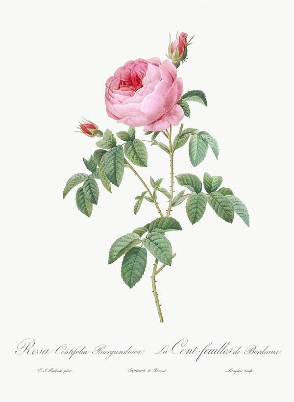 Burgundy Cabbage Rose by Pierre-Joseph Redouté (1817-24)