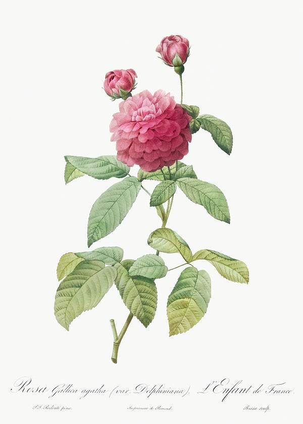 Purple Agatha by Pierre-Joseph Redouté (1817-24)