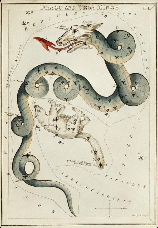 Sidney Hall’s (1831) astronomical chart illustration of the Draco and the Ursa Minor