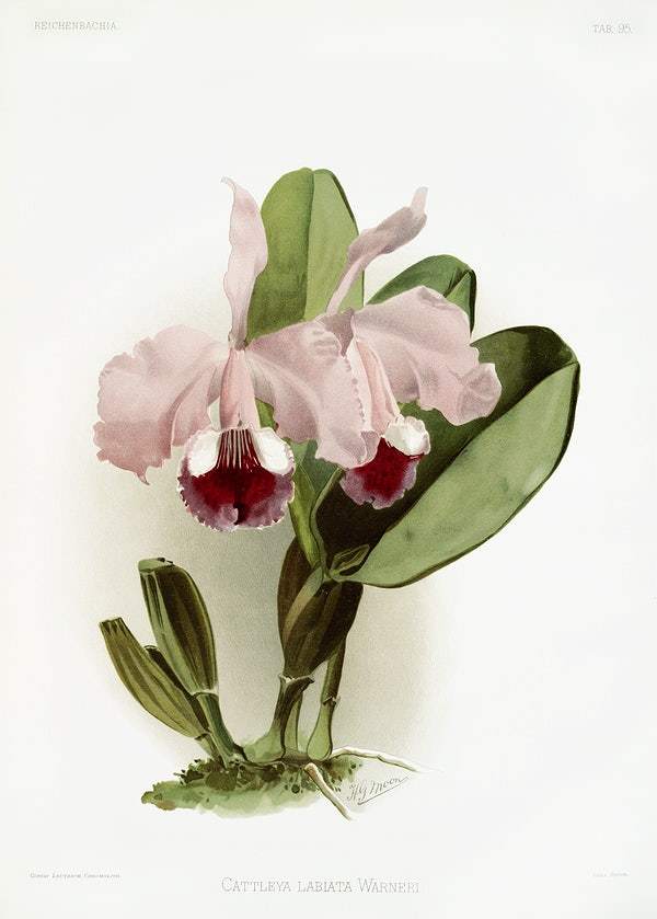 Cattleya labiata warneri by Frederick Sander