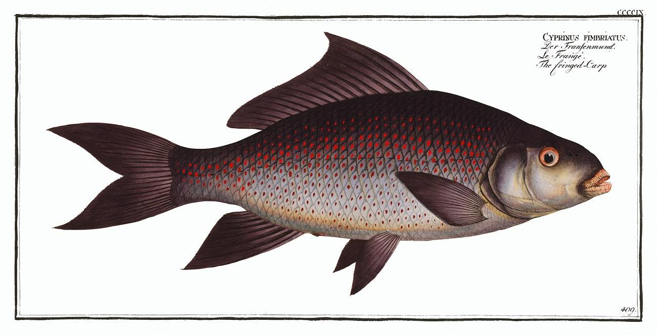 Fringed Carp (Cymbrinus fimbriatus) Marcus Elieser Bloch (1785–1797)
