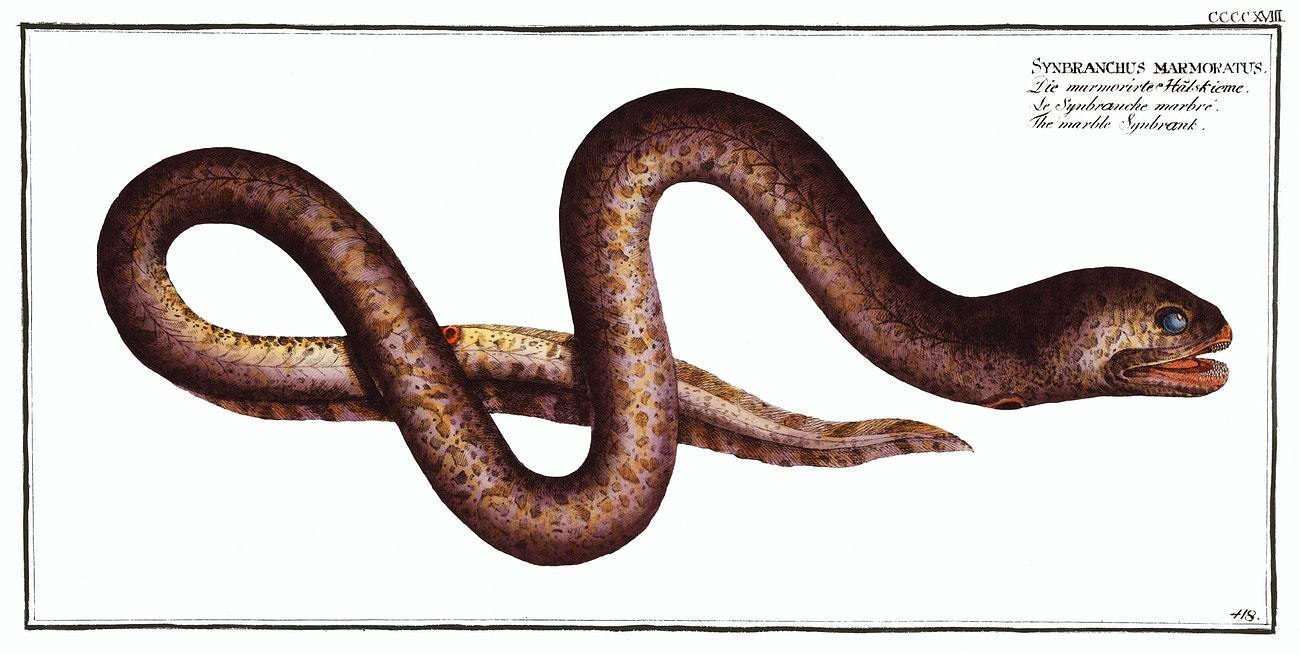 Marble Synbrant (Synbranchus marmoratus) by Marcus Elieser Bloch (1785–1797)