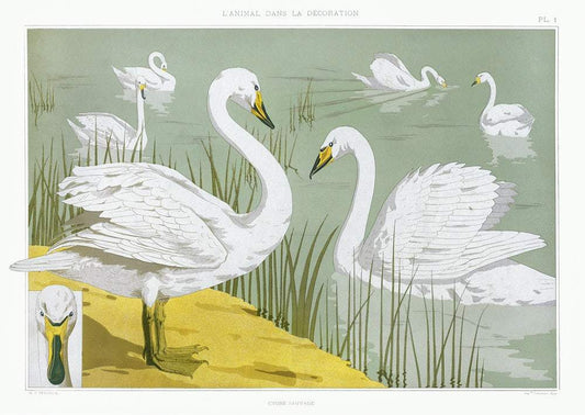 Cygne sauvage from L'animal dans la décoration (1897) by Maurice Pillard Verneuil