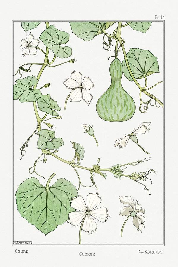 Courge (white–flowered gourd) (1896) illustrated by Maurice Pillard Verneuil