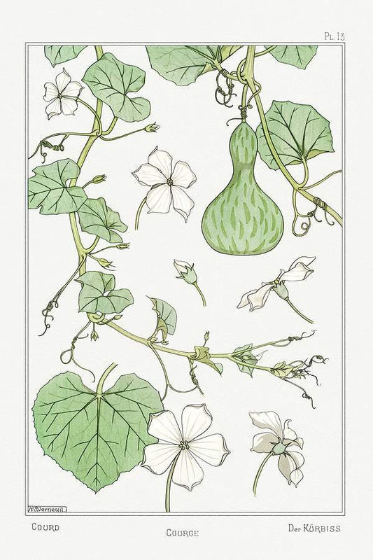 Courge (white–flowered gourd) (1896) illustrated by Maurice Pillard Verneuil