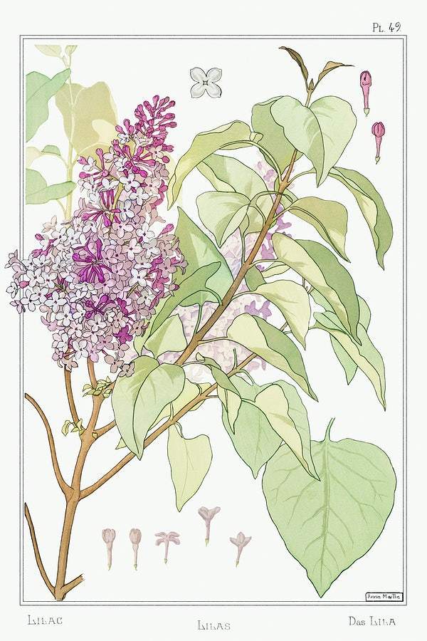 Lilas (Lilac) (1896) illustrated by Maurice Pillard Verneuil