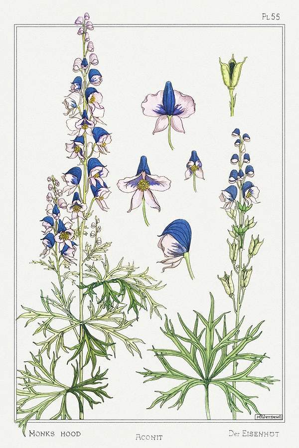 Aconite (monkshood) (1896) illustrated by Maurice Pillard Verneuil
