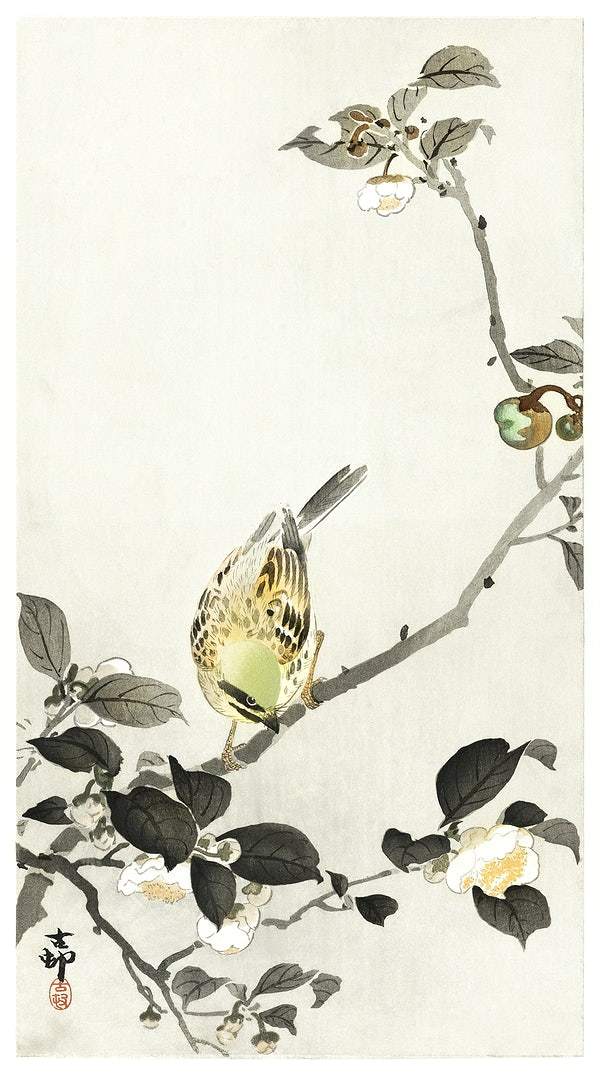 Bunting on blossom branch (1900 - 1930) by Ohara Koson
