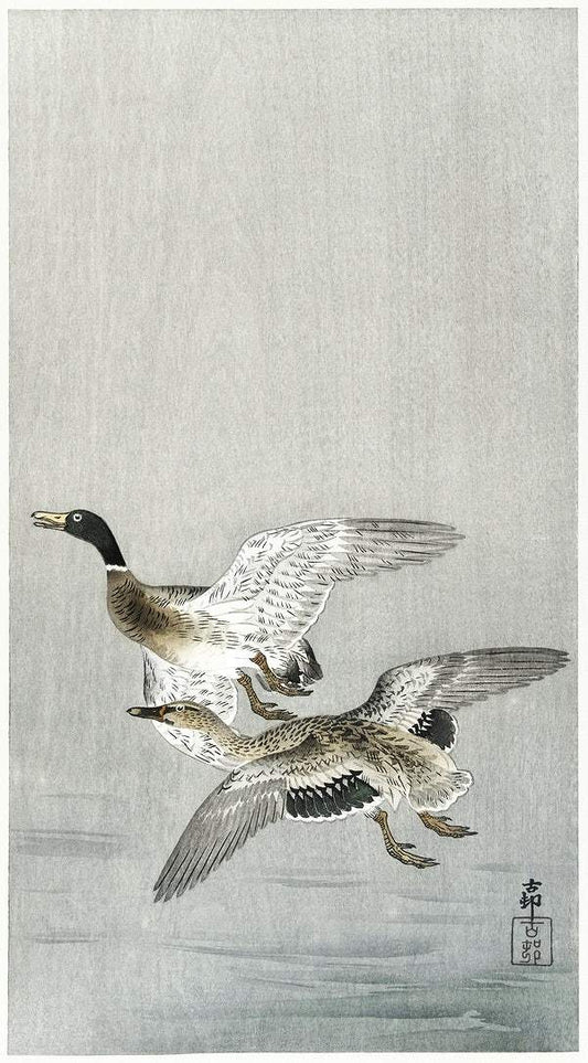 Couple of ducks (1900 - 1936) by Ohara Koson