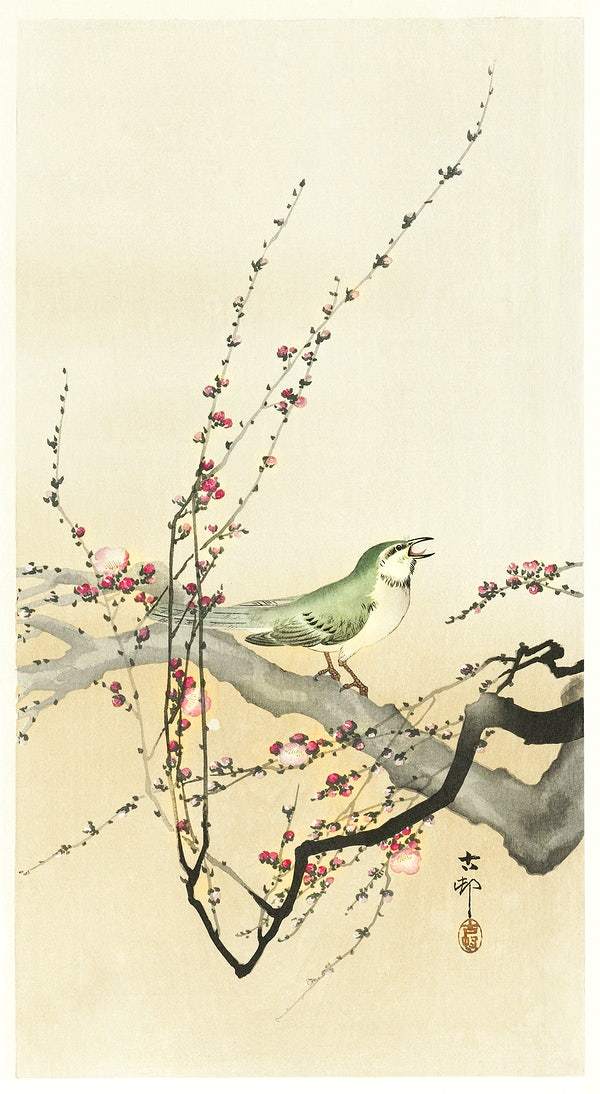 Songbird and plum blossom (1900 - 1936) by Ohara Koson