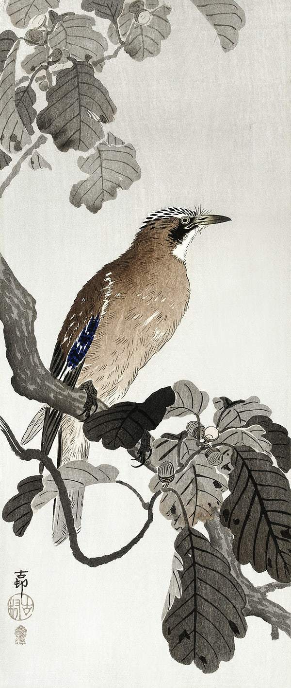Jay on tree branch (1900 - 1910) by Ohara Koson