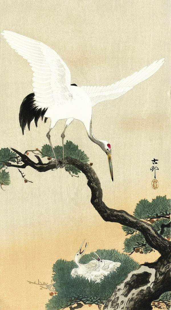 Japanese crane bird on branch of pine (1900 - 1930) by Ohara Koson