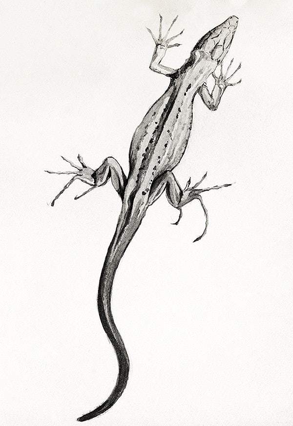 Lizard by Julie de Graag