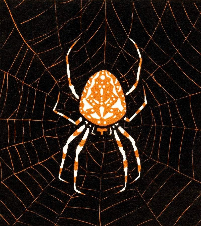 Spider in a web (1918) by Julie de Graag