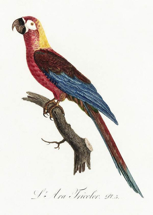 Cuban Macaw by Francois Levaillant (1801-05)