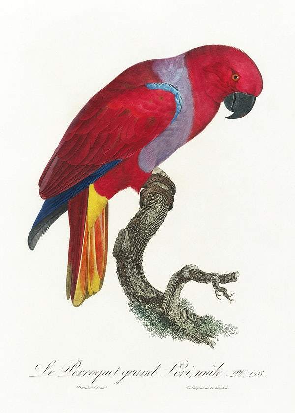 The Eclectus Parrot by Francois Levaillant (1801-05)