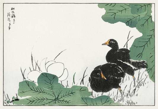 Coot and Lotus illustration from Pictorial Monograph of Birds (1885) by Numata Kashu