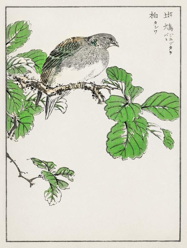 Barbary Dove and Oak Tree