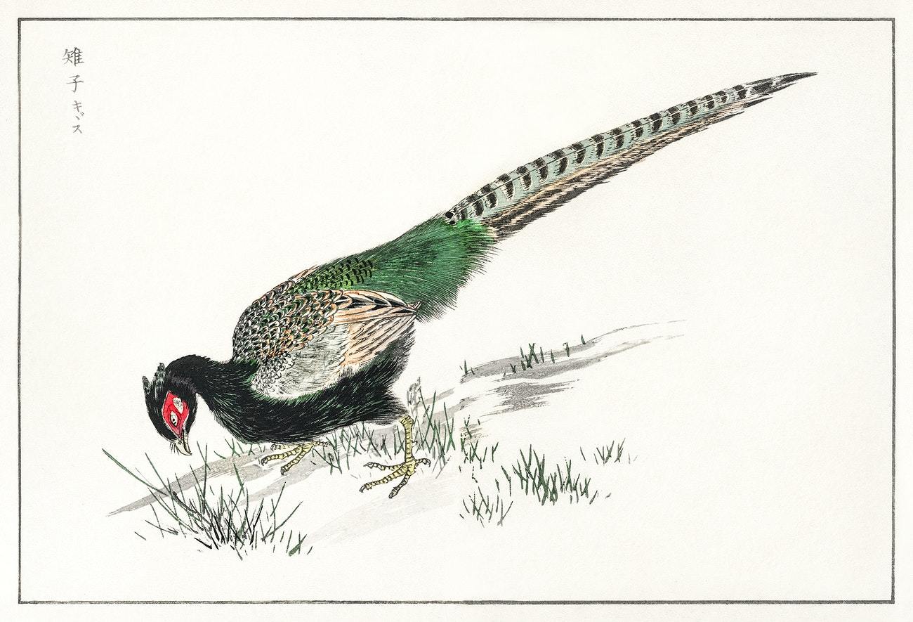 Green Pheasant illustration from Pictorial Monograph of Birds (1885) by Numata Kashu