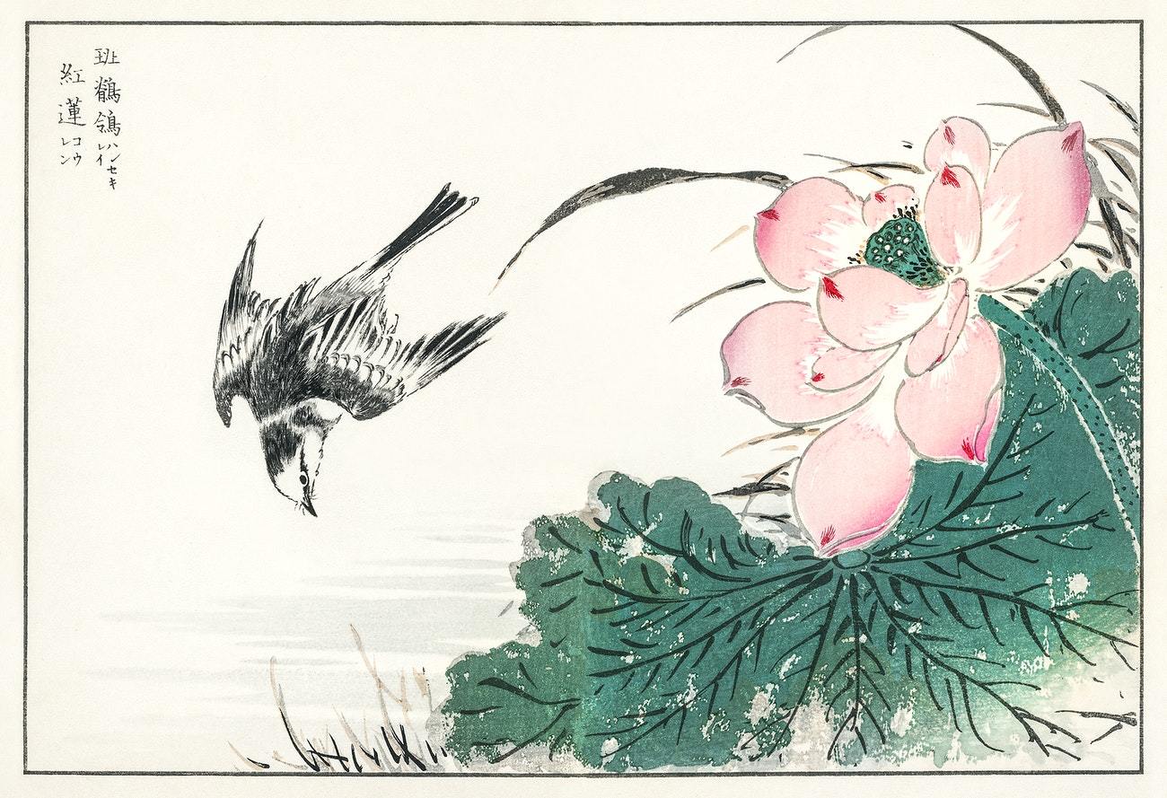 Japanese Pied Wagtail and Red Lotus illustration from Pictorial Monograph of Birds (1885) by Numata Kashu