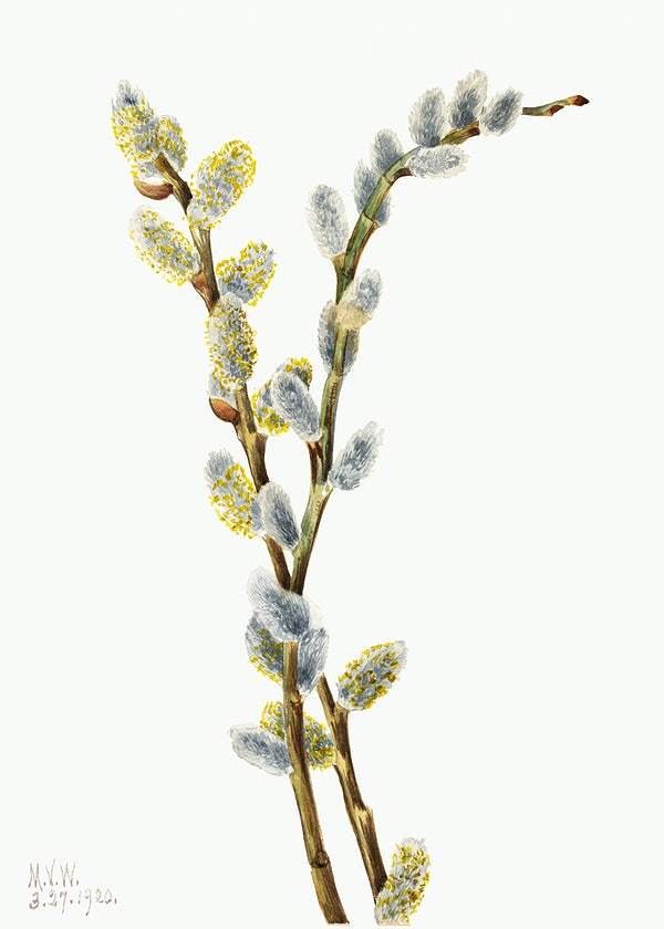 Pussy Willow (Salix discolor) (1920) by Mary Vaux Walcott