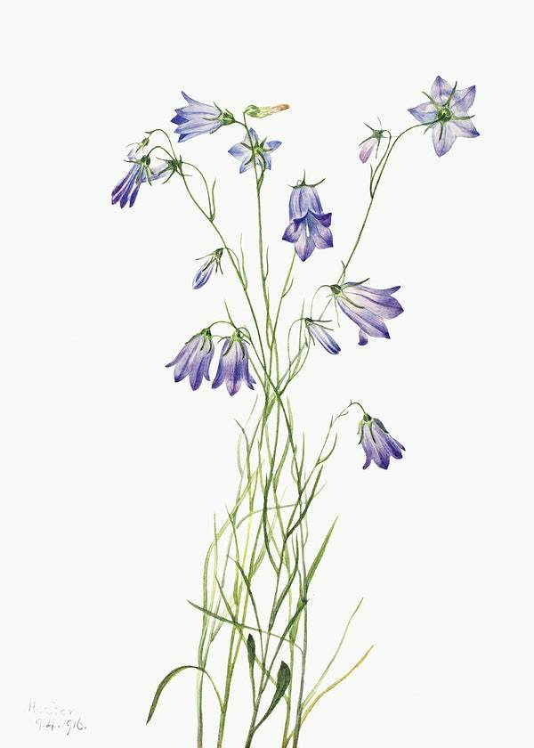Harebell by Mary Vaux Walcott