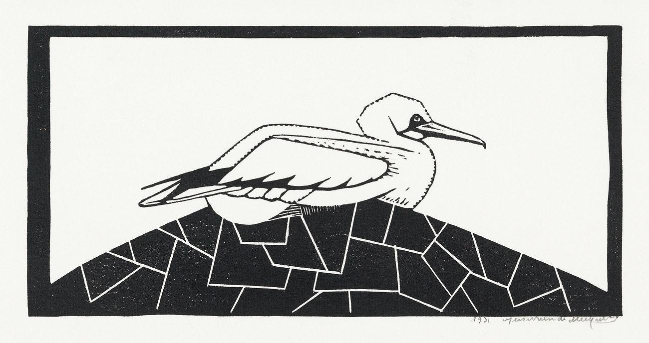 Northern gannet (1931) print in high resolution by Samuel de Mesquita