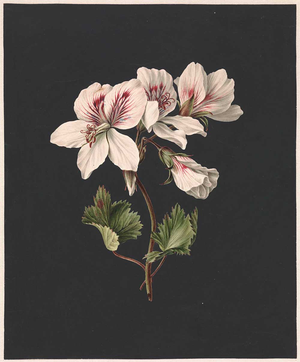 Flower by M. de Gijselaar 1830