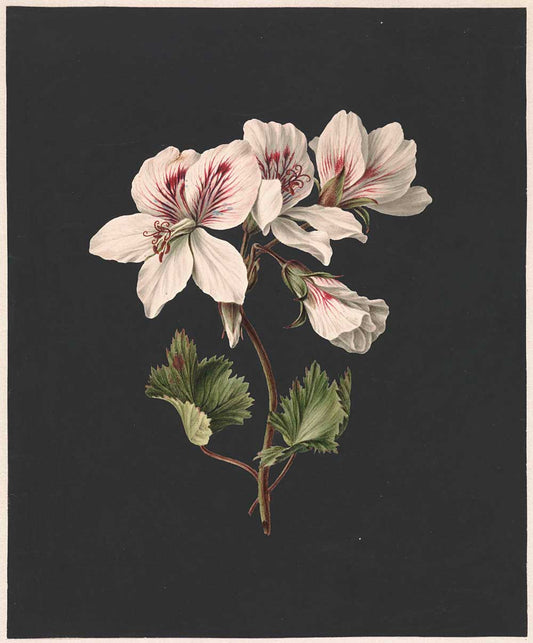 Flower by M. de Gijselaar 1830