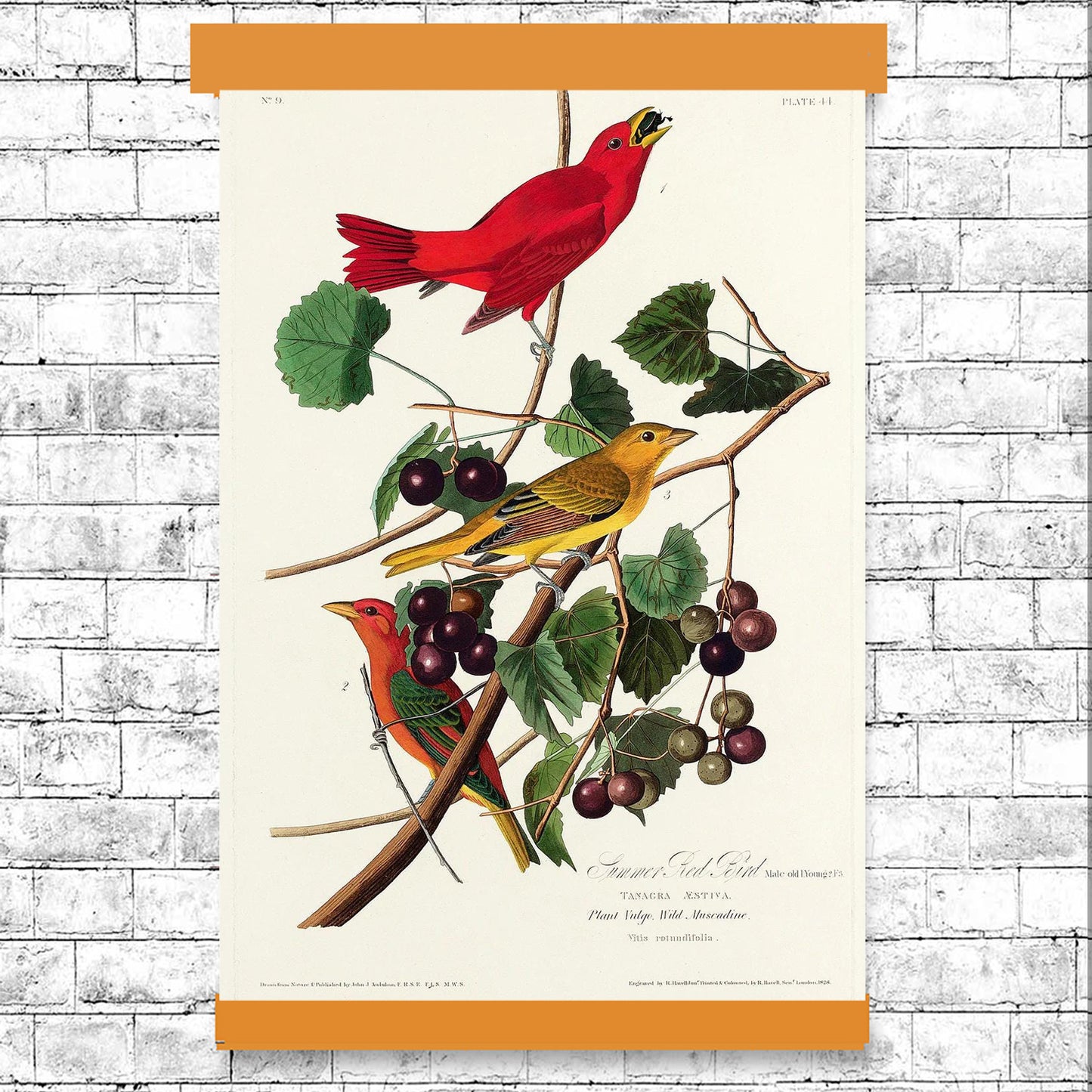 Summer Red Bird by John J. Audubon