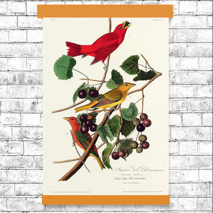 Summer Red Bird by John J. Audubon
