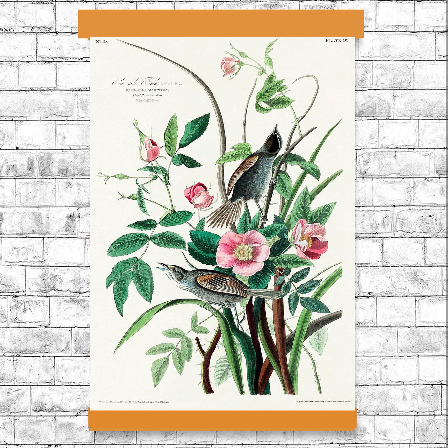 Seaside Finch by John J. Audubon