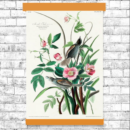Seaside Finch by John J. Audubon