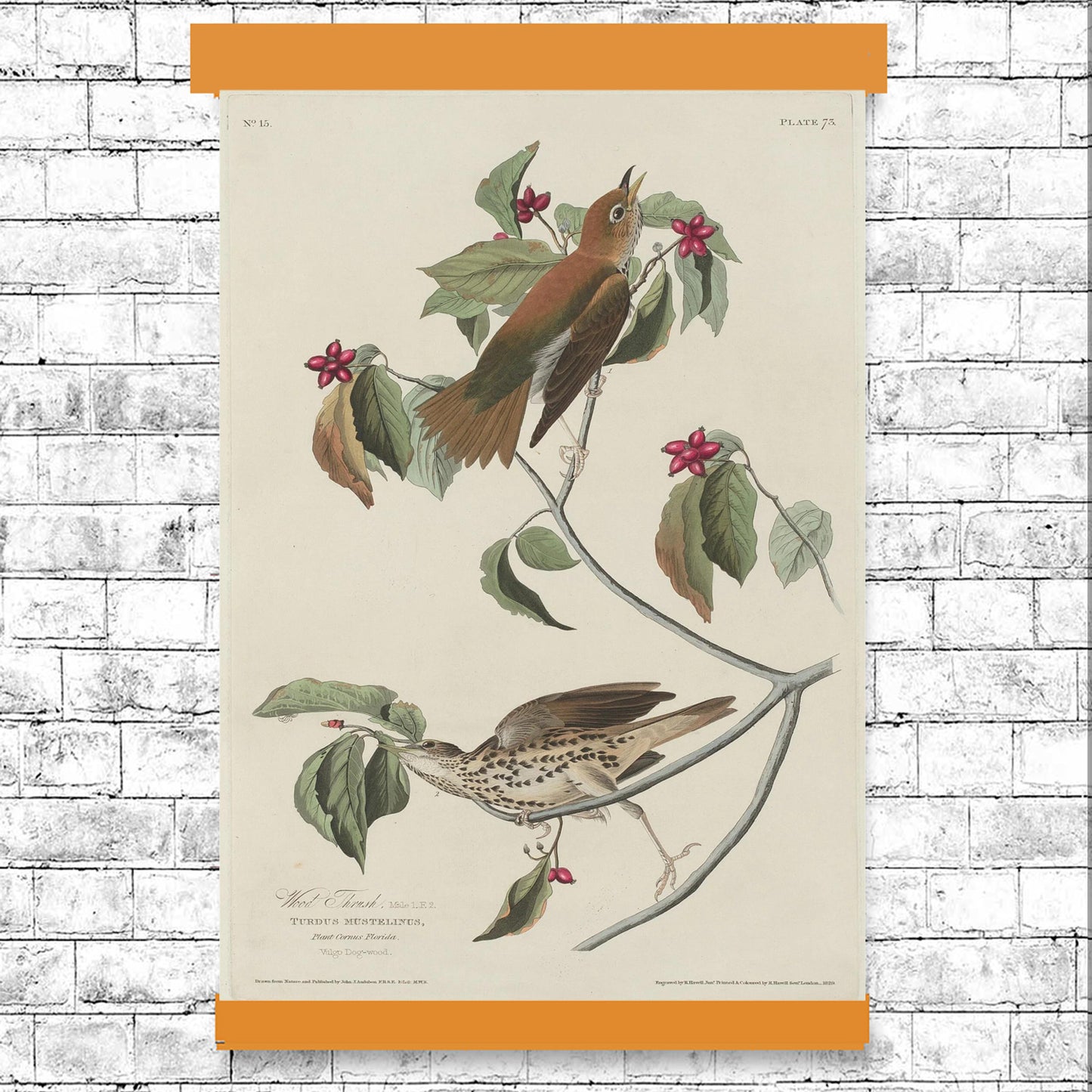 AA-Wood Thrush by John J. Audubon