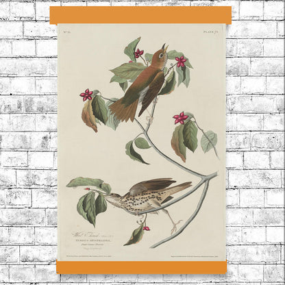 AA-Wood Thrush by John J. Audubon