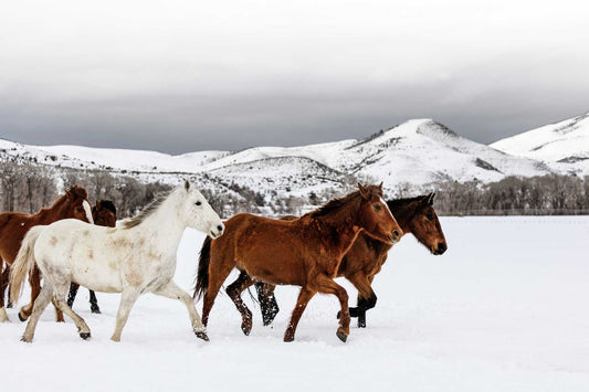 Mixed Herd of Horses