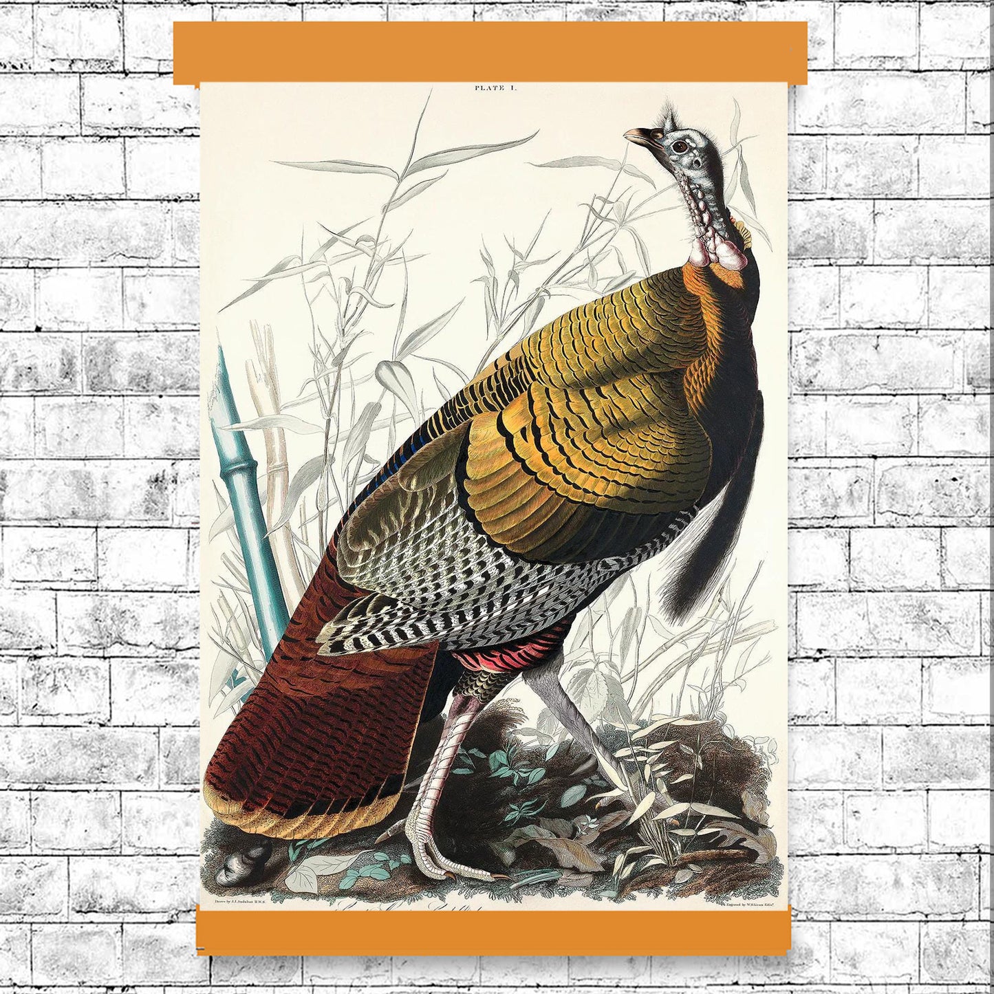 AA-Wild Turkey or Great American Cock by John J. Audubon