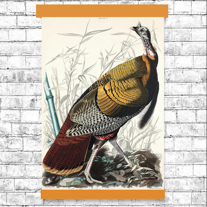 AA-Wild Turkey or Great American Cock by John J. Audubon
