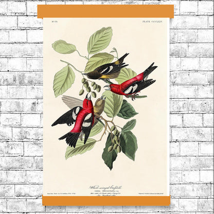AA-White-winged Crossbill by John J. Audubon