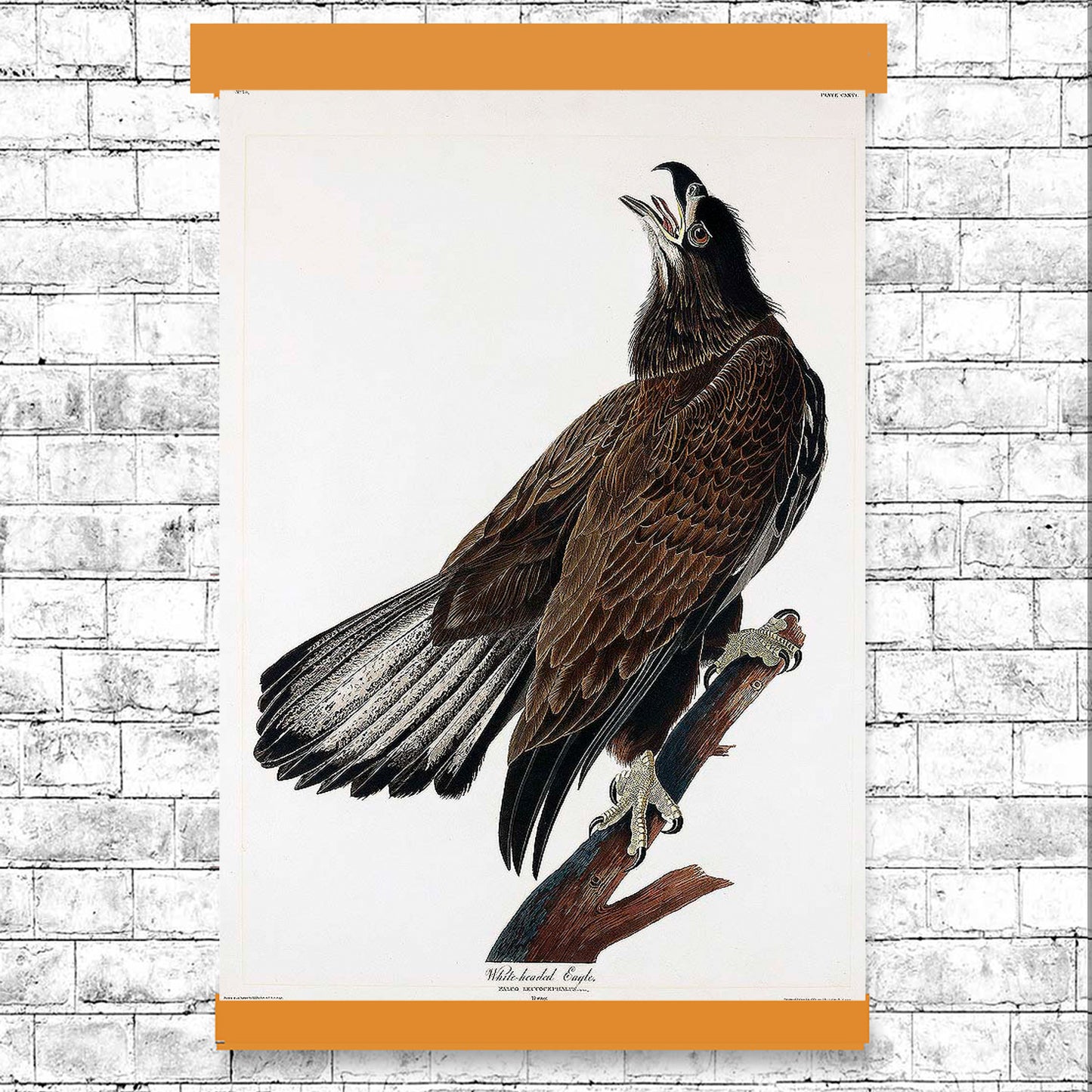 AA-White-headed Eagle by John J. Audubon