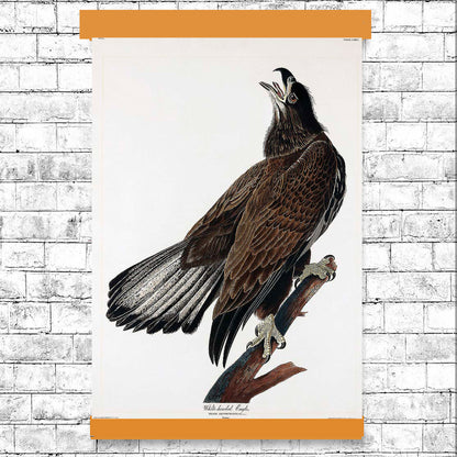 AA-White-headed Eagle by John J. Audubon