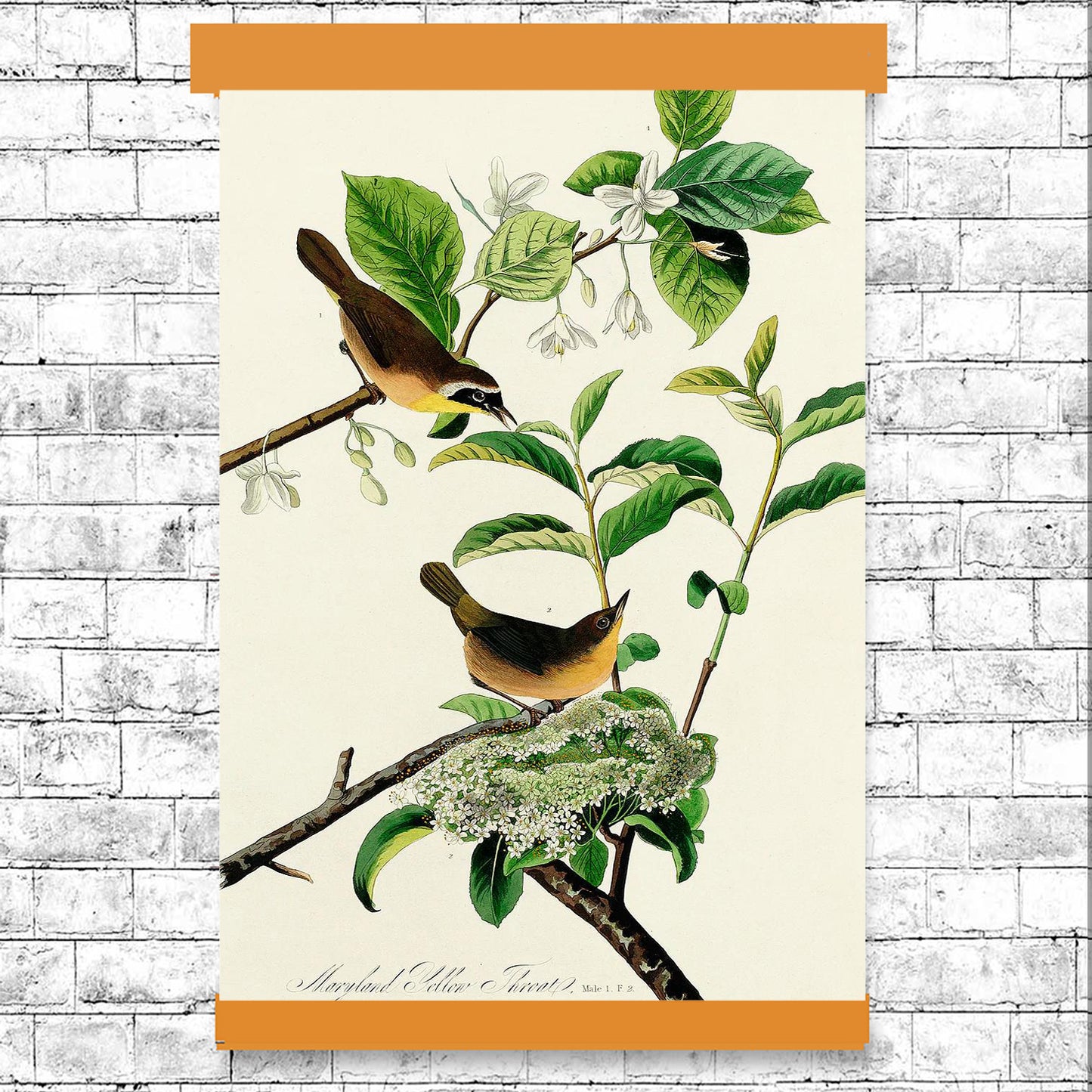 AA-Yellow-breasted Warbler by John J. Audubon