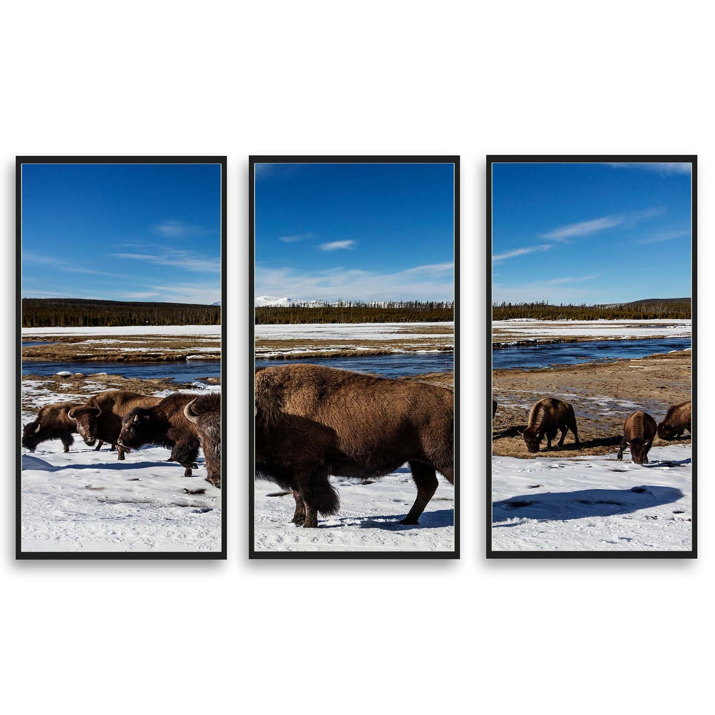 American Bison at Yellowstone  | Choose Style | Size & Trim Color