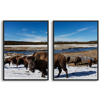 American Bison at Yellowstone  | Choose Style | Size & Trim Color