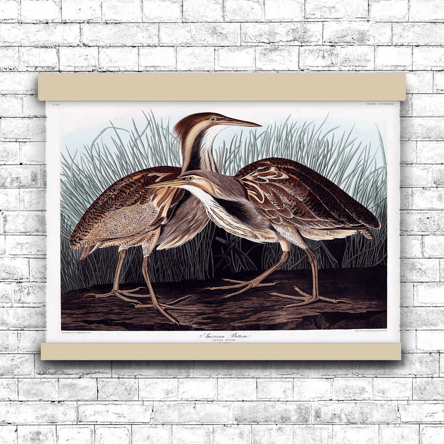 American Bittern from Birds of America (1827) by John James Audubon | Hanging Canvas Art | Choice of Board Colors