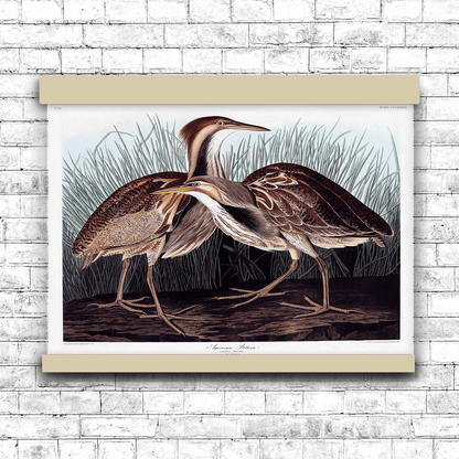 American Bittern from Birds of America (1827) by John James Audubon | Hanging Canvas Art | Choice of Board Colors