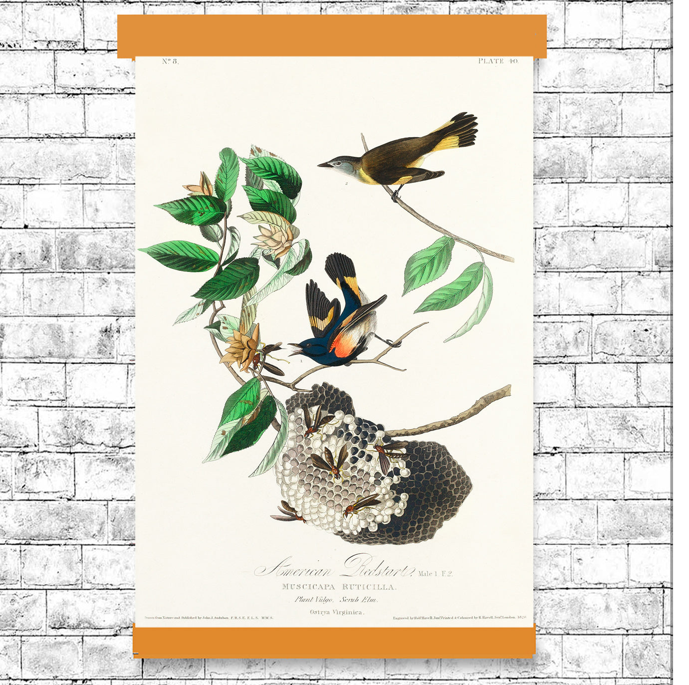 American Redstart by John J. Audubon