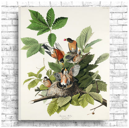 American Robin by John J. Audubon