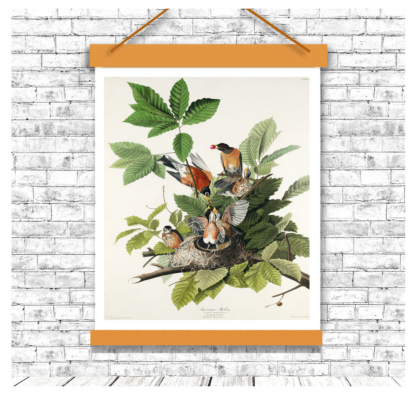 American Robin by John J. Audubon
